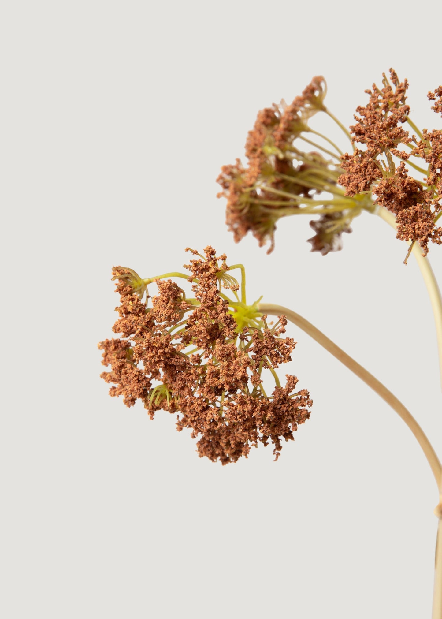 Bronze Brown Faux Yarrow Bundle of 5 - 18.75"