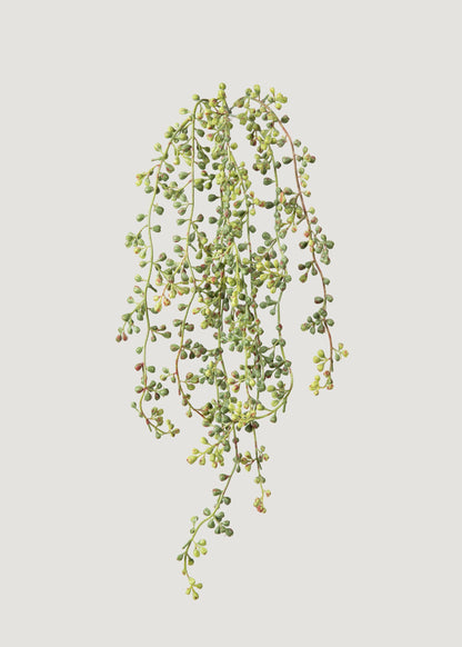 Faux Hanging String of Pearls Succulent Bush - 24"