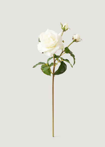 Cream White Real Touch Juliet English Rose - 22"