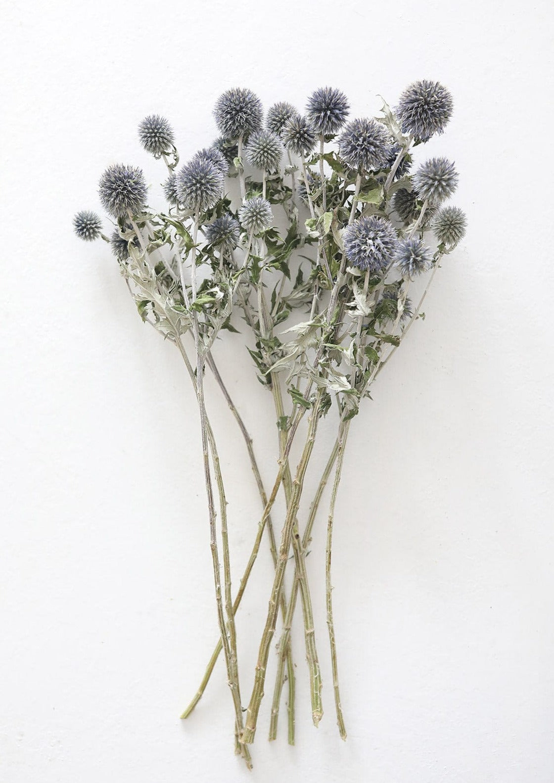 Blue Dried Echinops Globe Thistles - 16-22"