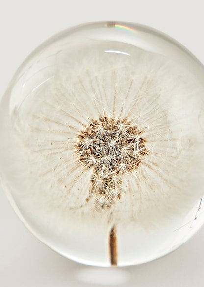 Preserved Dandelion Head Paper Weight - 3"