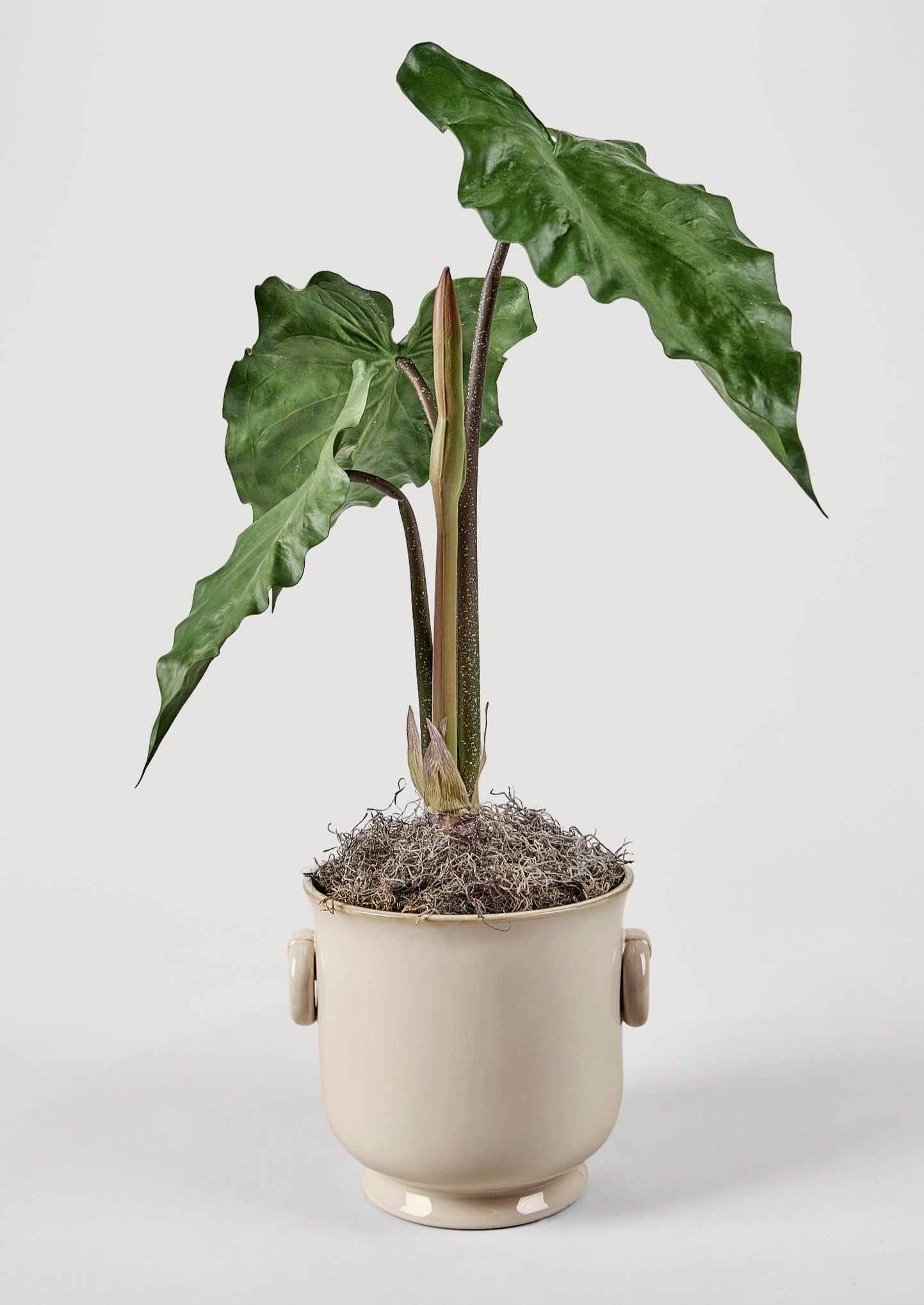 Faux Tropical Alocasia Drop-In Potted Plant - 27"