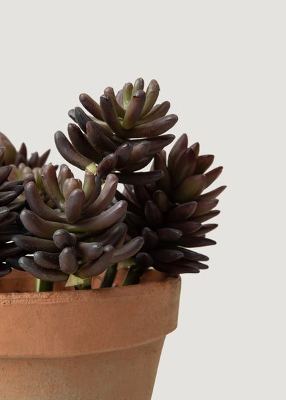 Small Artificial Potted Succulent Plant - 11"