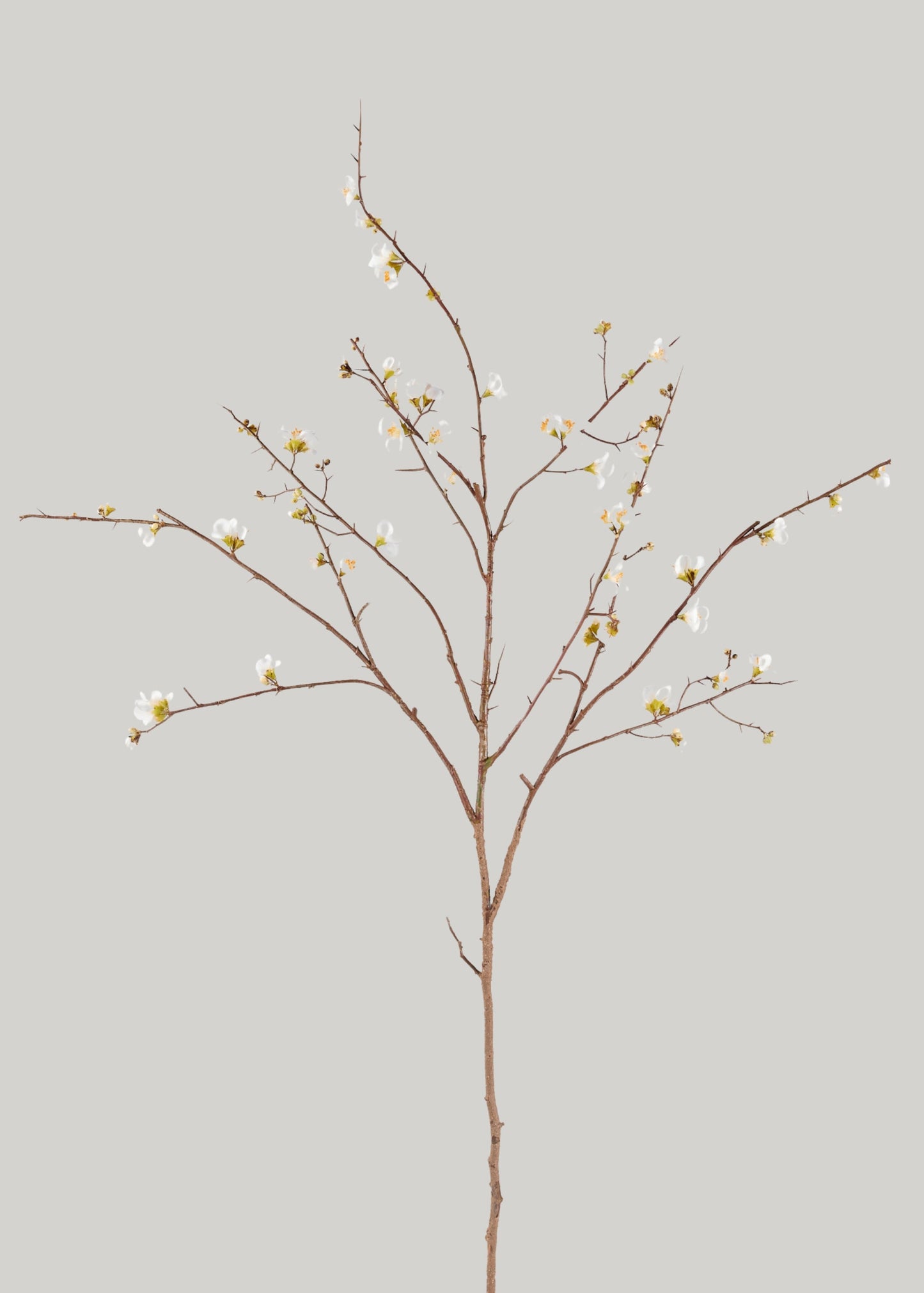 Faux Quince Blossom Branch in Cream - 54"