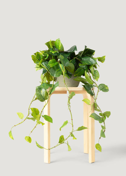 Natural Touch Pothos Artificial Plant - 48"