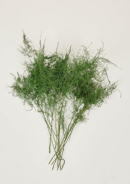 Preserved Asparagus Plumosus Fern  - 12"-28"