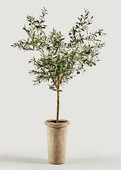 Faux Olive Tree Branch Potted Plant in Cement Pot - 72"