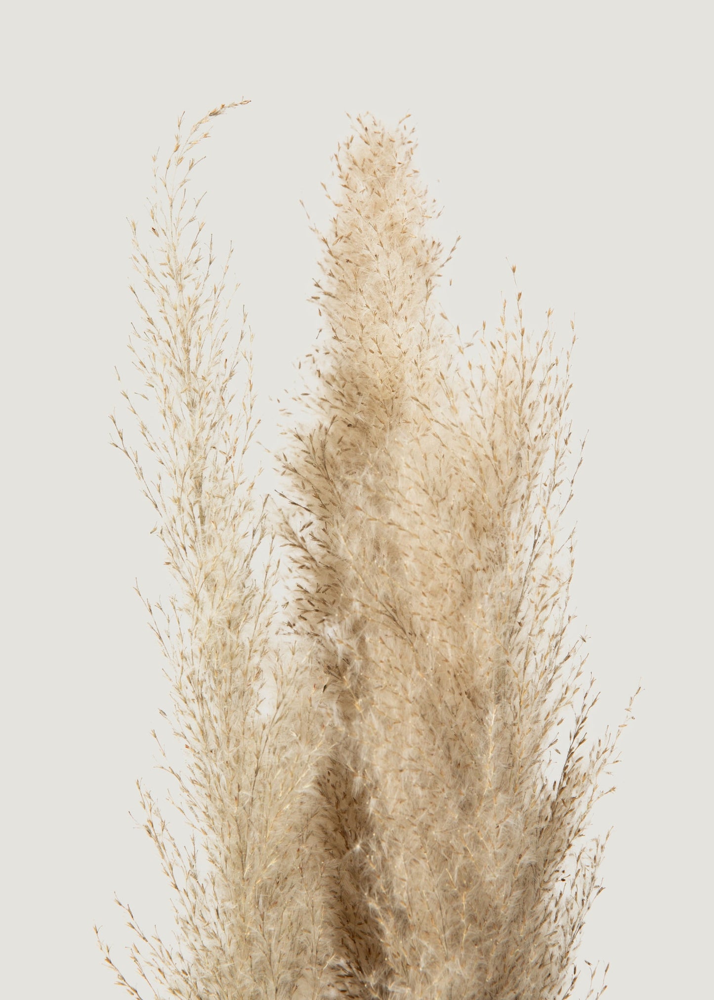 Bundle of 3 Natural Dried Feather Pampas Grass Stems - 45-48"