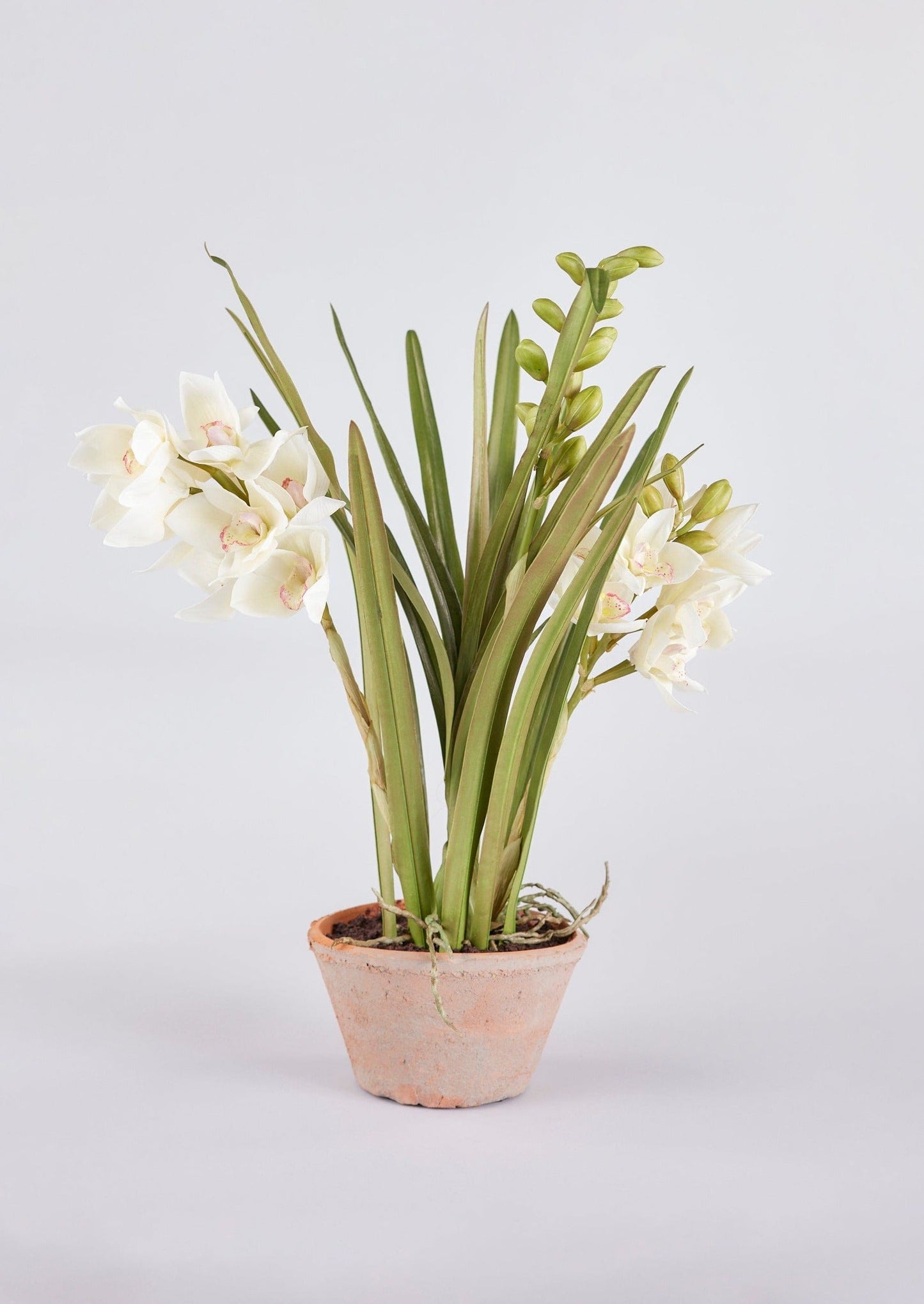 Artificial Cymbidium Orchid Potted Arrangement - 17"