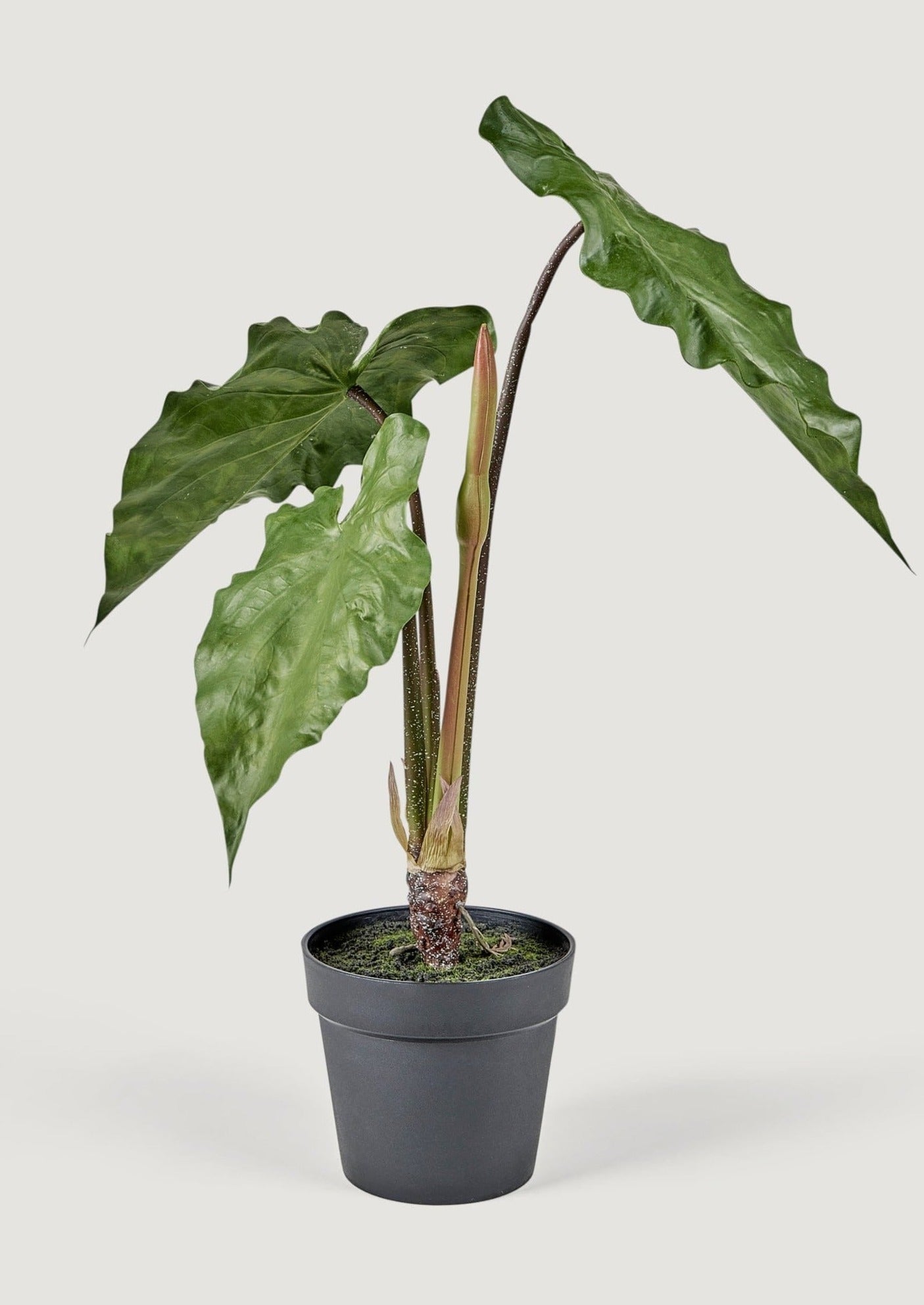 Faux Tropical Alocasia Drop-In Potted Plant - 27"