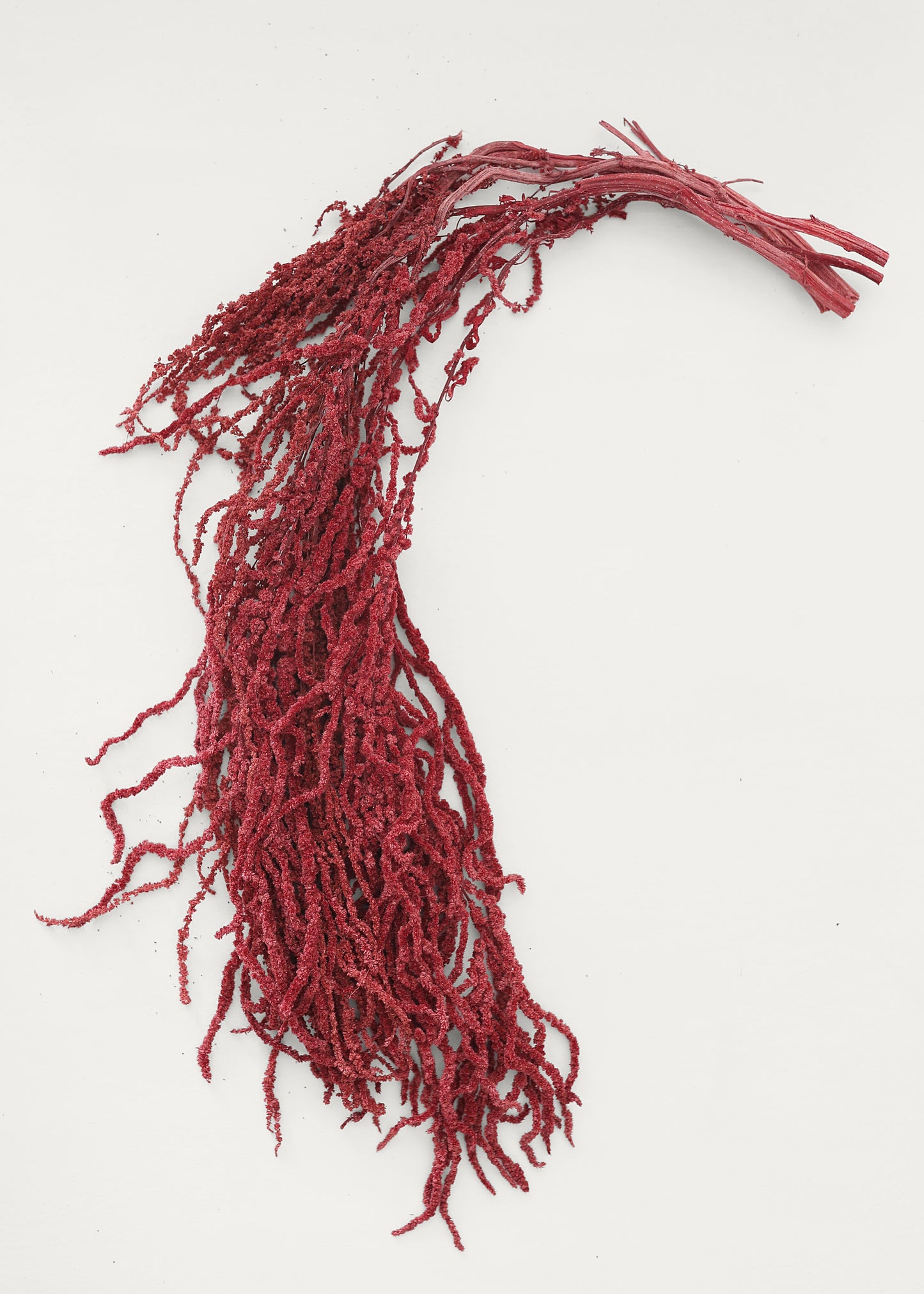 Burgundy Dried Hanging Amaranthus - 32-40"