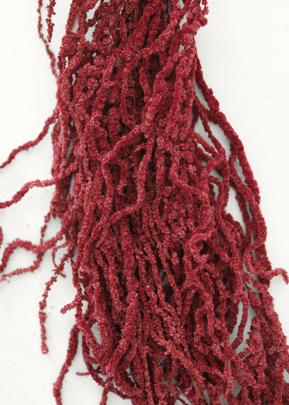 Burgundy Dried Hanging Amaranthus - 32-40"