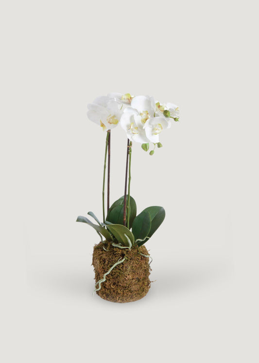 White Artificial Phalaenopsis Orchid Drop-In Plant - 23"