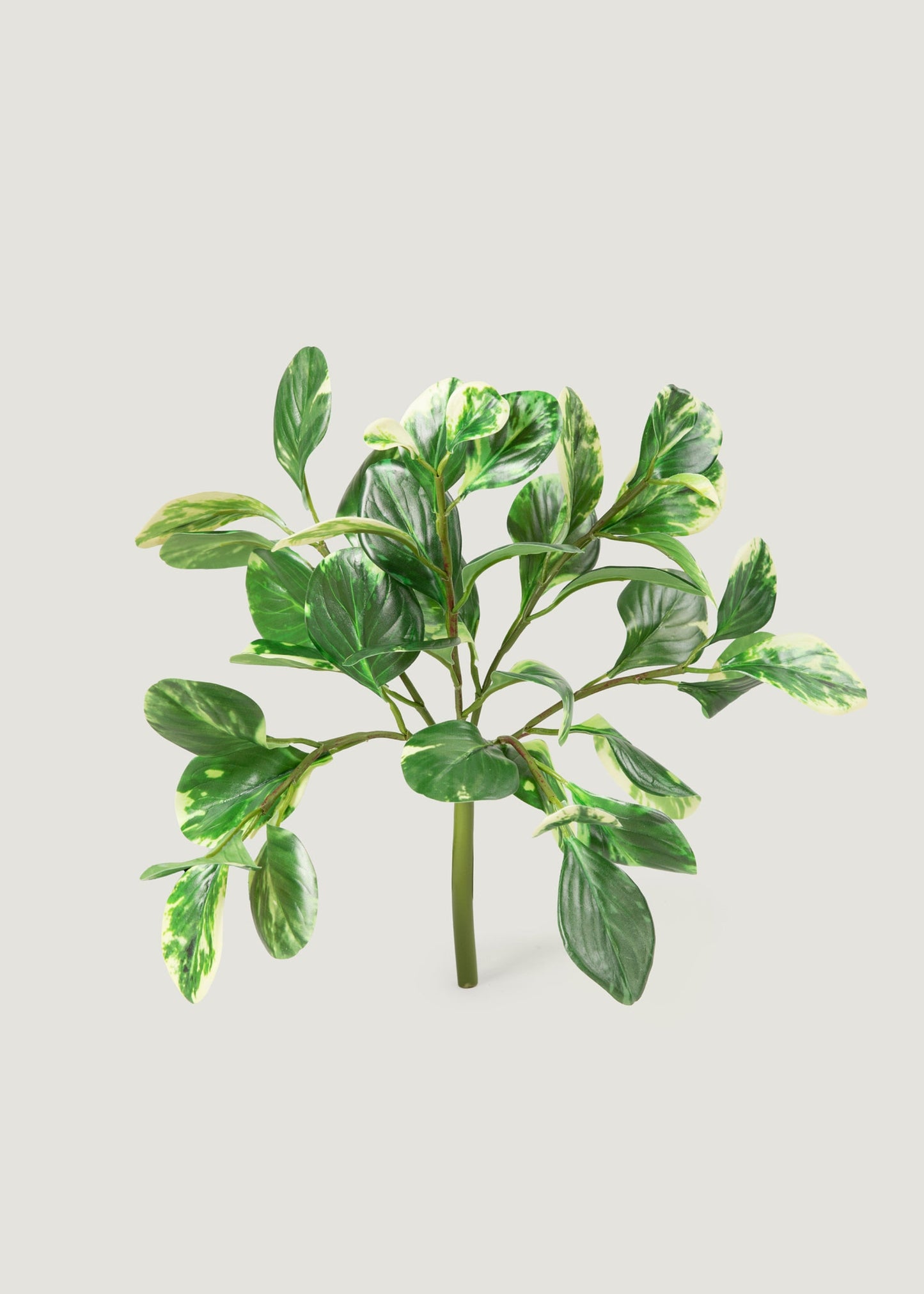 Small Artificial Peperomia Plant in Variegated Green - 16"